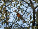 Robin - Rudzik